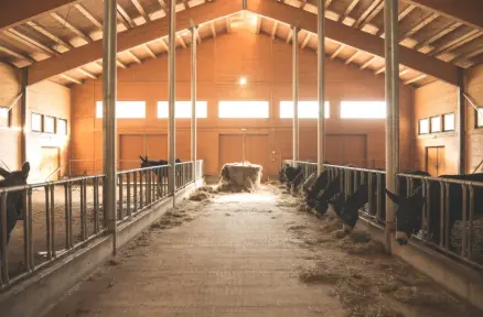 Yucca Saponins Yucca Saponins