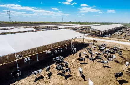 Yucca Saponins Yucca Saponins