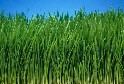 Bulk Organic Wheatgrass Powder