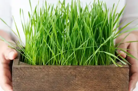 Bulk Organic Wheatgrass Powder