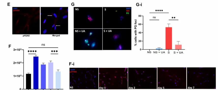 Urolithin A Powder Urolithin A Powder