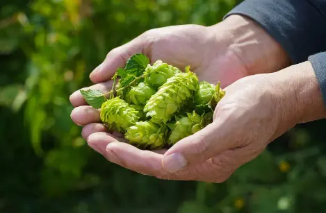 Hop Flower Extract Hop Flower Extract