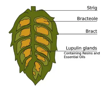 Hop Flower Extract Hop Flower Extract