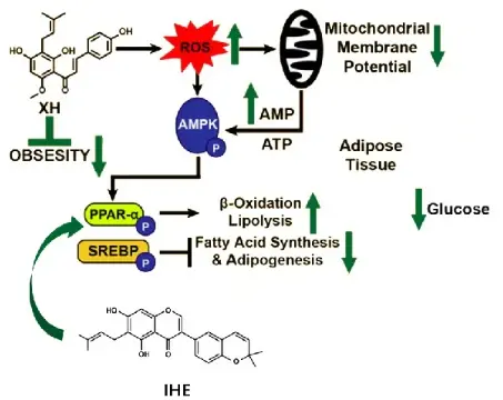 Hop Flower Extract Hop Flower Extract