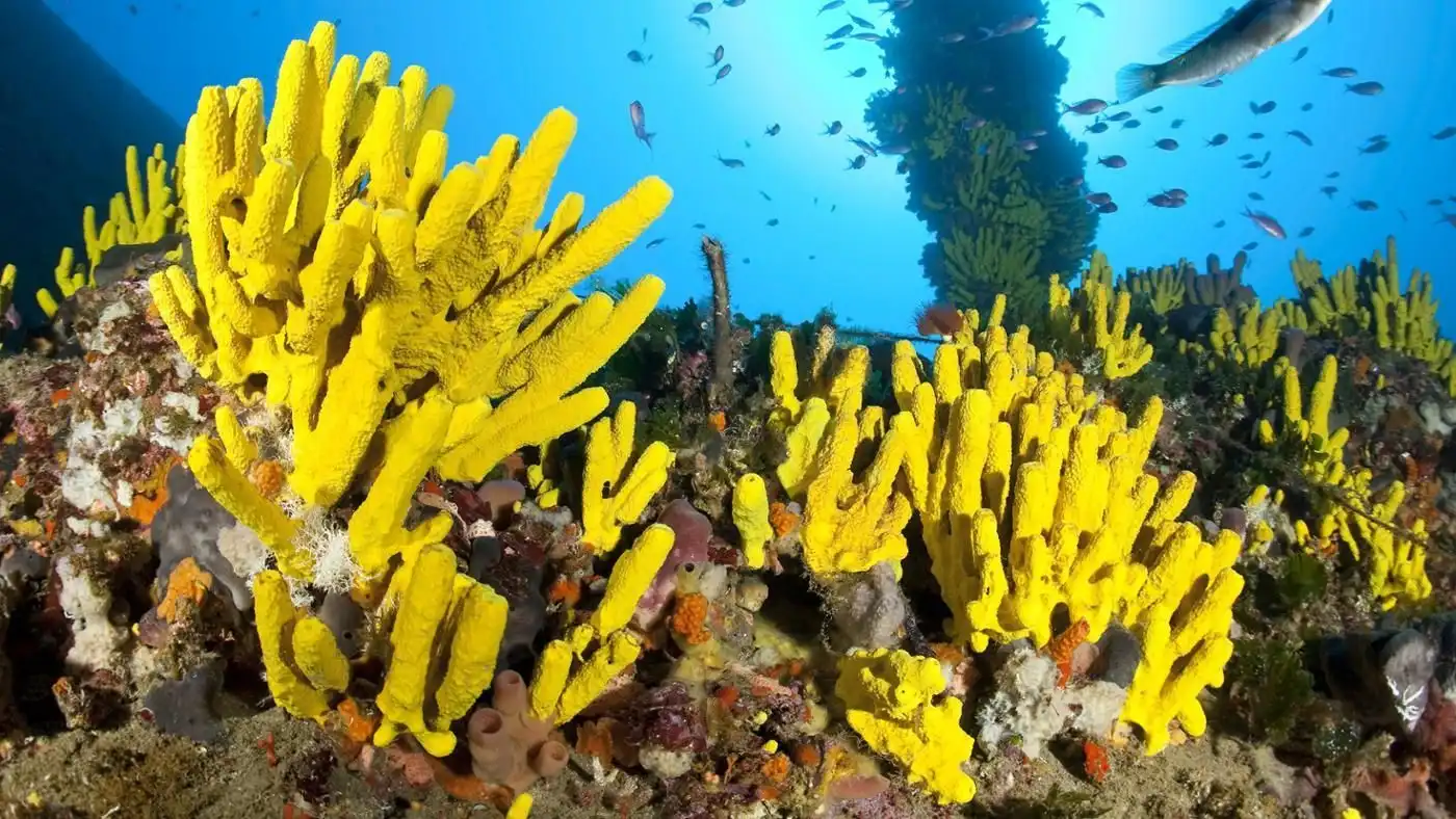 Sponge Spicule Sponge Spicule