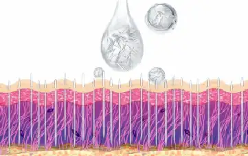 Sponge Spicule Sponge Spicule
