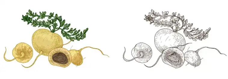 Pure Maca Extract Pure Maca Extract