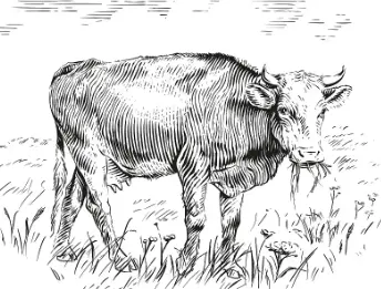 Chondroitin Sulfate Bulk Chondroitin Sulfate Bulk