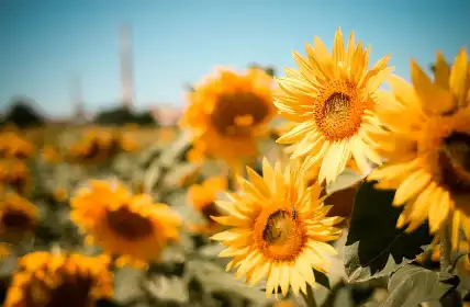 Sunflower Lecithin Bulk Powder