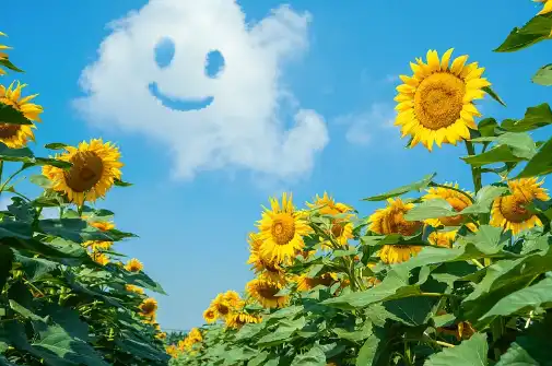 Sunflower Lecithin Bulk Powder Sunflower Lecithin Bulk Powder