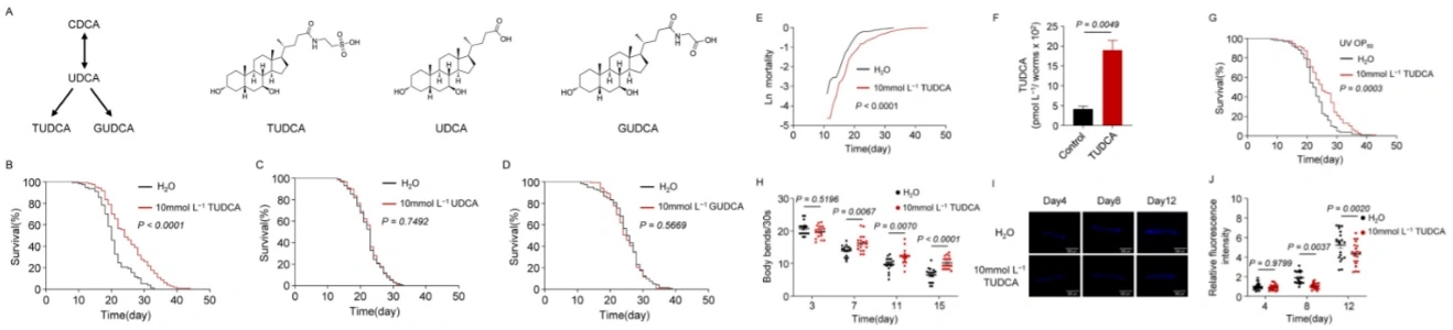 TUDCA Powder TUDCA Powder