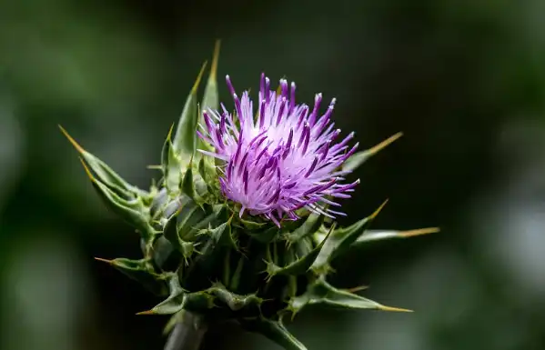 Milk Thistle Extract Powder