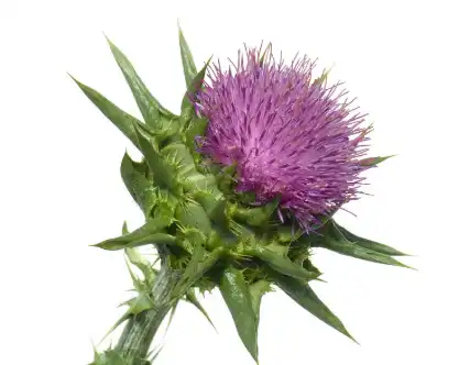 Milk Thistle Extract Powder Milk Thistle Extract Powder