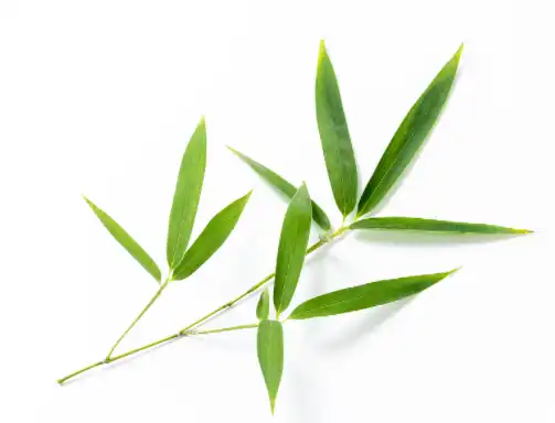 Bulk Bamboo Leaf Extract  Bulk Bamboo Leaf Extract