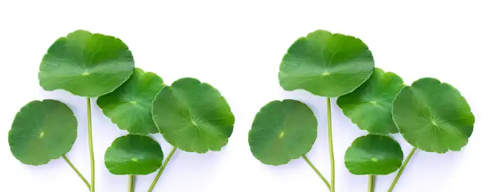 Bulk Centella Asiatica Extract Bulk Centella Asiatica Extract