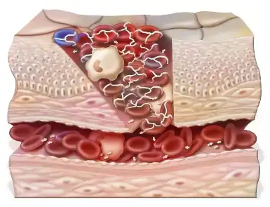 Bulk Centella Asiatica Extract Bulk Centella Asiatica Extract