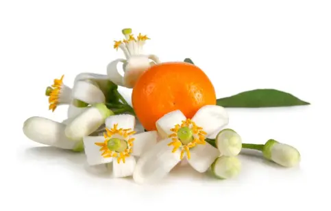 Neroli Hydrosol Liquid Neroli Hydrosol Liquid