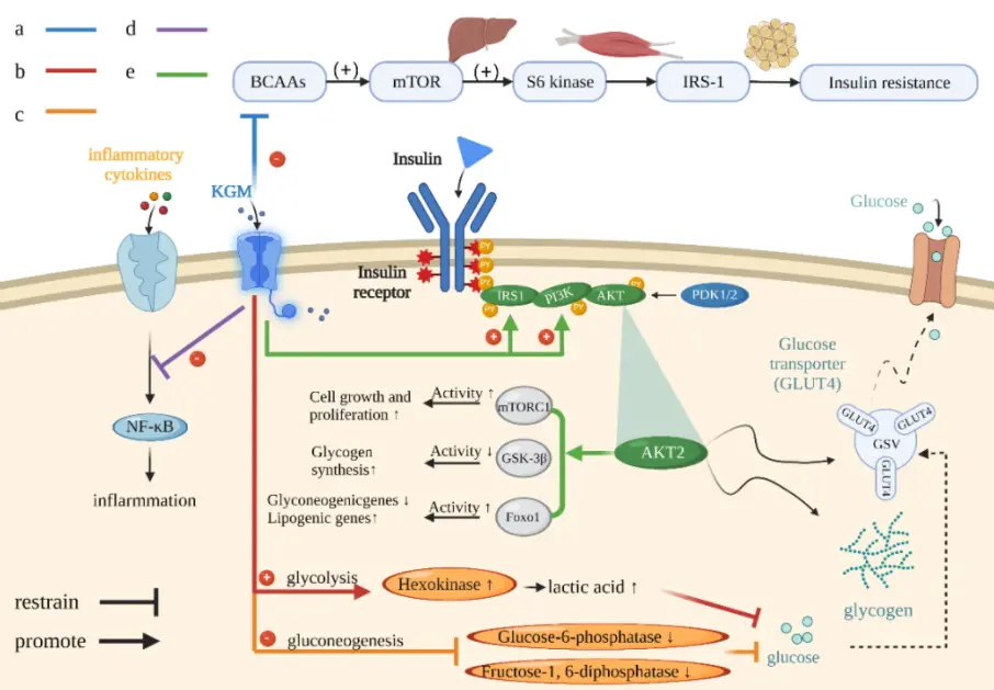 KGM Konjac Glucomannan KGM Konjac Glucomannan