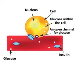 KGM Konjac Glucomannan KGM Konjac Glucomannan