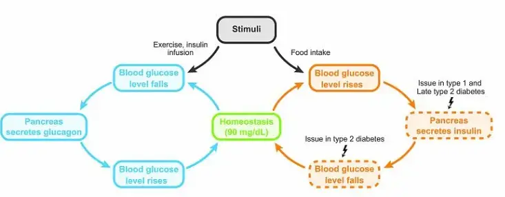 Monk Fruit Extract Powder Monk Fruit Extract Powder