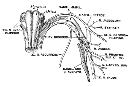 Eggshell Membrane Extract Powder Eggshell Membrane Extract Powder