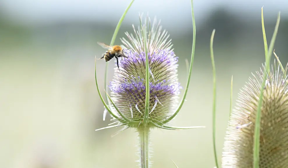 Bulk Tribulus Terrestris Extract Bulk Tribulus Terrestris Extract