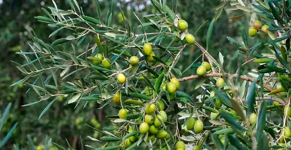 hydroxytyrosol powder hydroxytyrosol powder