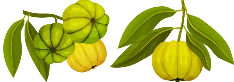 hydroxycitric acid powder