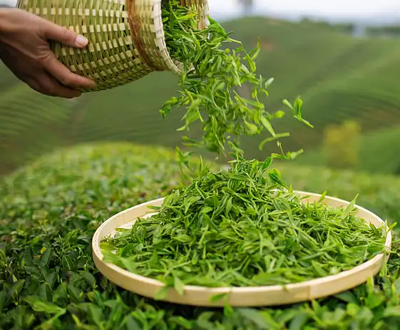 catechin powder