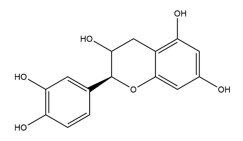catechin powder