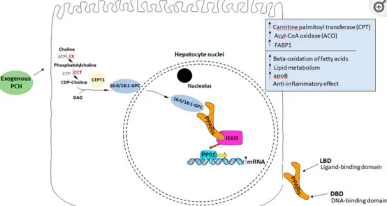 Sunflower Phosphatidylcholine