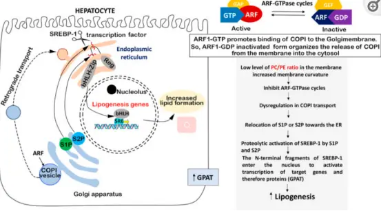 Sunflower Phosphatidylcholine Sunflower Phosphatidylcholine