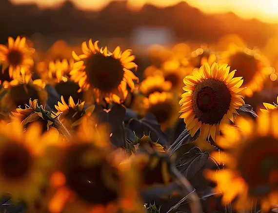 Sunflower Phosphatidylcholine