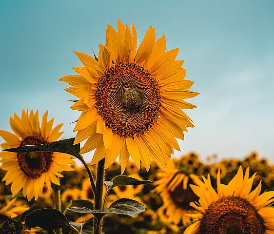 Sunflower Phosphatidylcholine