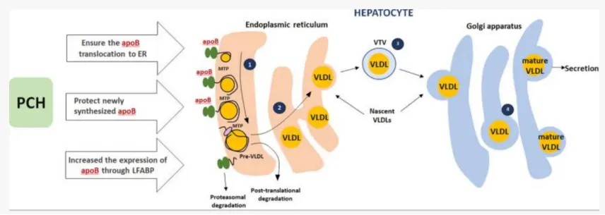 Sunflower Phosphatidylcholine Sunflower Phosphatidylcholine