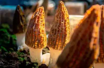 Morchella Extract Powder Morchella Extract Powder