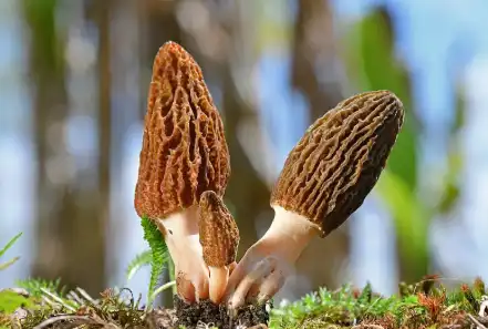 Morchella Extract Powder
