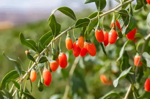 Wolfberry Powder Wolfberry Powder