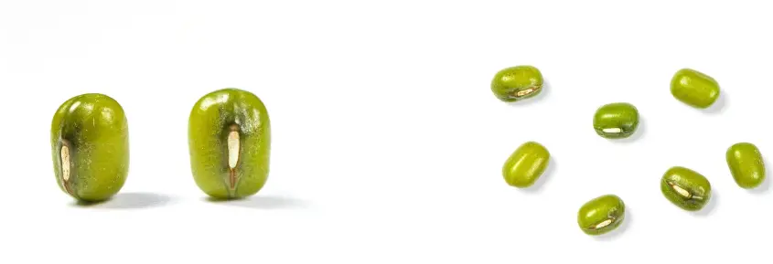 Green Mung Bean Protein Green Mung Bean Protein