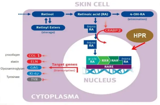 HPR Hydroxypinacolone Retinoate HPR Hydroxypinacolone Retinoate