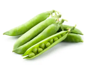 pea starch