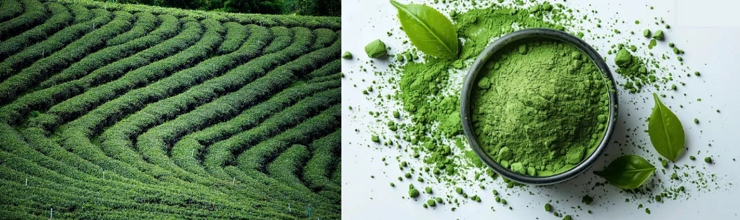 Pure Organic Matcha Powder Pure Organic Matcha Powder