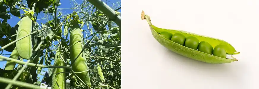 pea starch