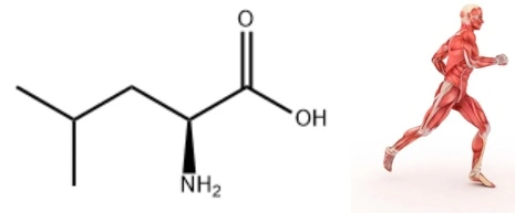 l-leucine powder