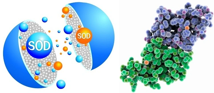 Roxburgh Rose Extract Roxburgh Rose Extract