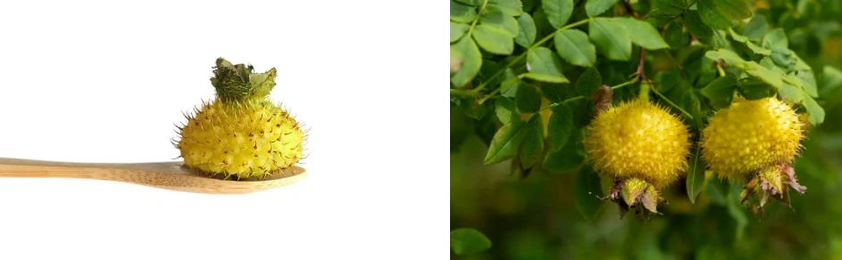 Roxburgh Rose Extract