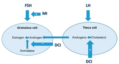 D Chiro Inositol Powder D Chiro Inositol Powder