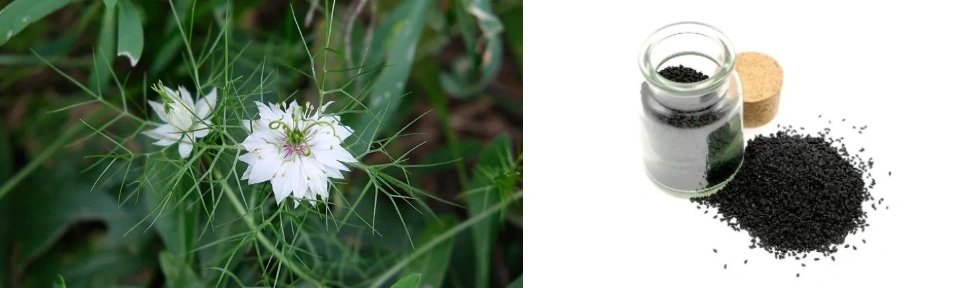 Black Seed Extract Powder Black Seed Extract Powder