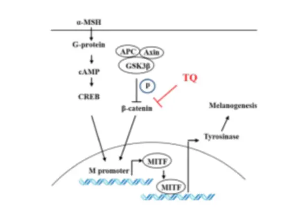 Black Seed Extract Powder Black Seed Extract Powder