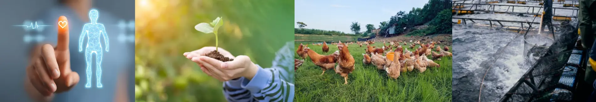 Compound Amino Acids Compound Amino Acids